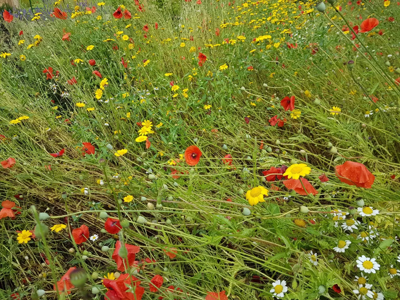 Photo of wild flowers